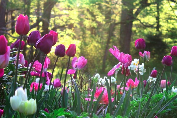 Pink tulips bloom in nature