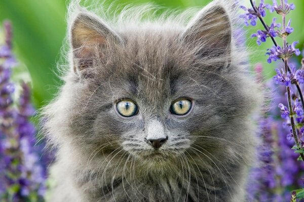 Gatto domestico che cammina nel campo