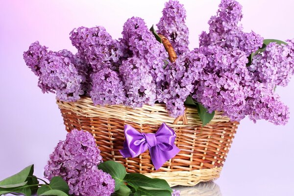 A lush bouquet of lilacs in a basket