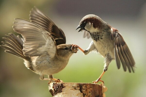 Little birds are playing on a log