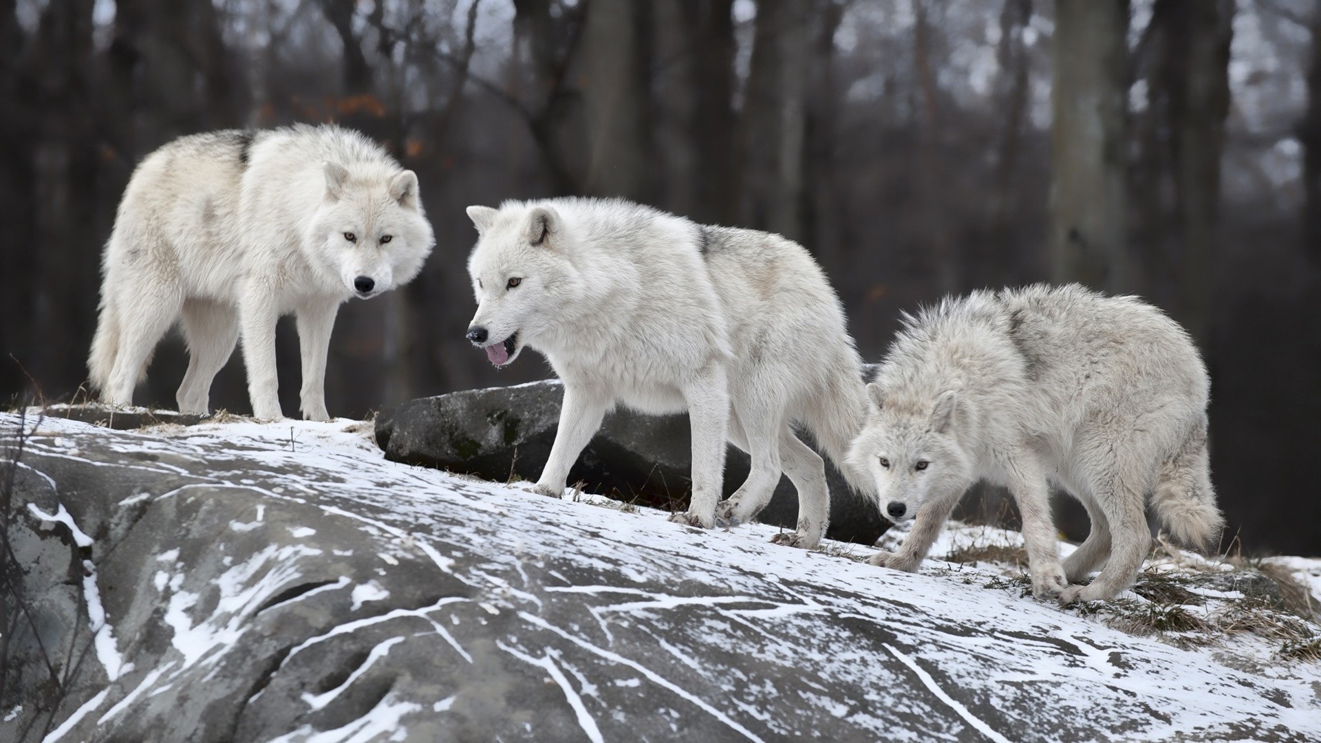 animaux loup givré mammifère faune prédateur cynologue nature polaire neige sauvage mangeur de viande hiver animal à l extérieur chien canis gris fourrure danger