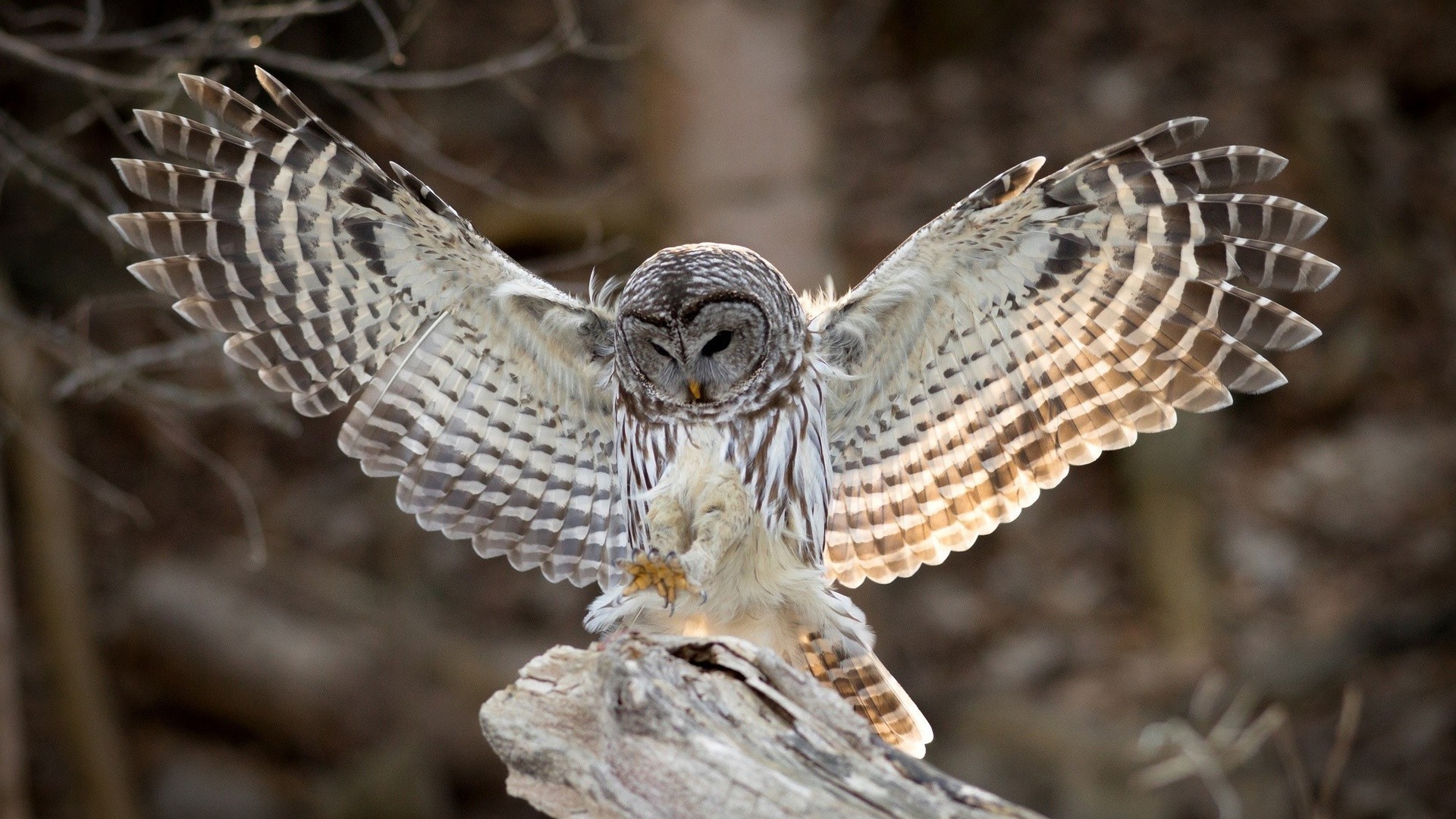 animals nature bird wildlife animal wild raptor predator prey owl feather close-up head wing hunter eagle close