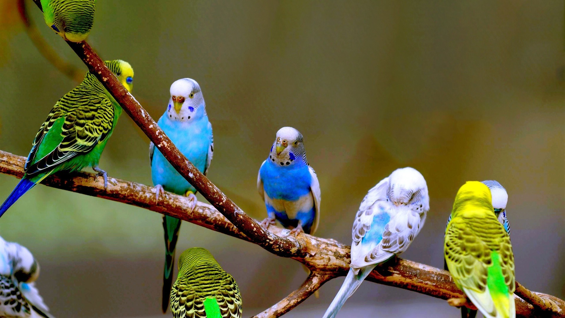 animaux oiseau la faune la nature en plein air animal perroquet sauvage peu avian