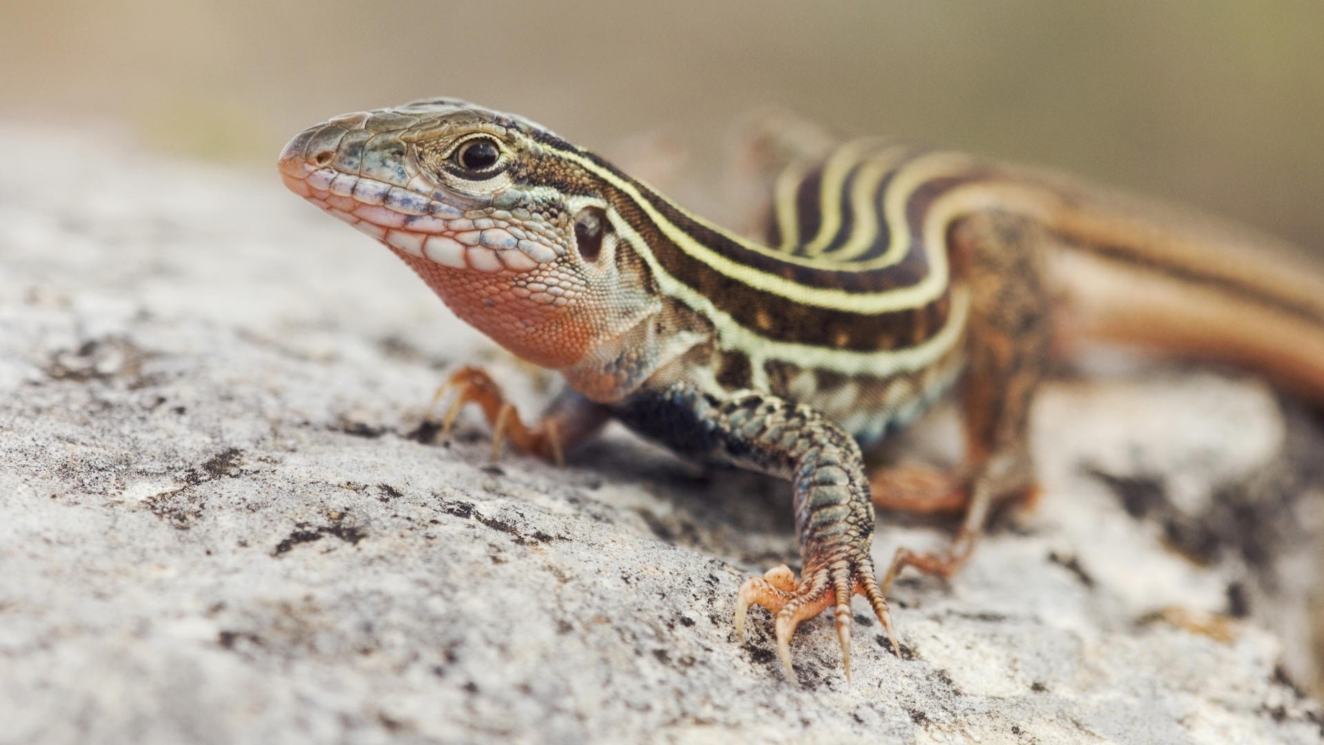 animals lizard reptile wildlife nature close-up animal dragon wild outdoors desktop