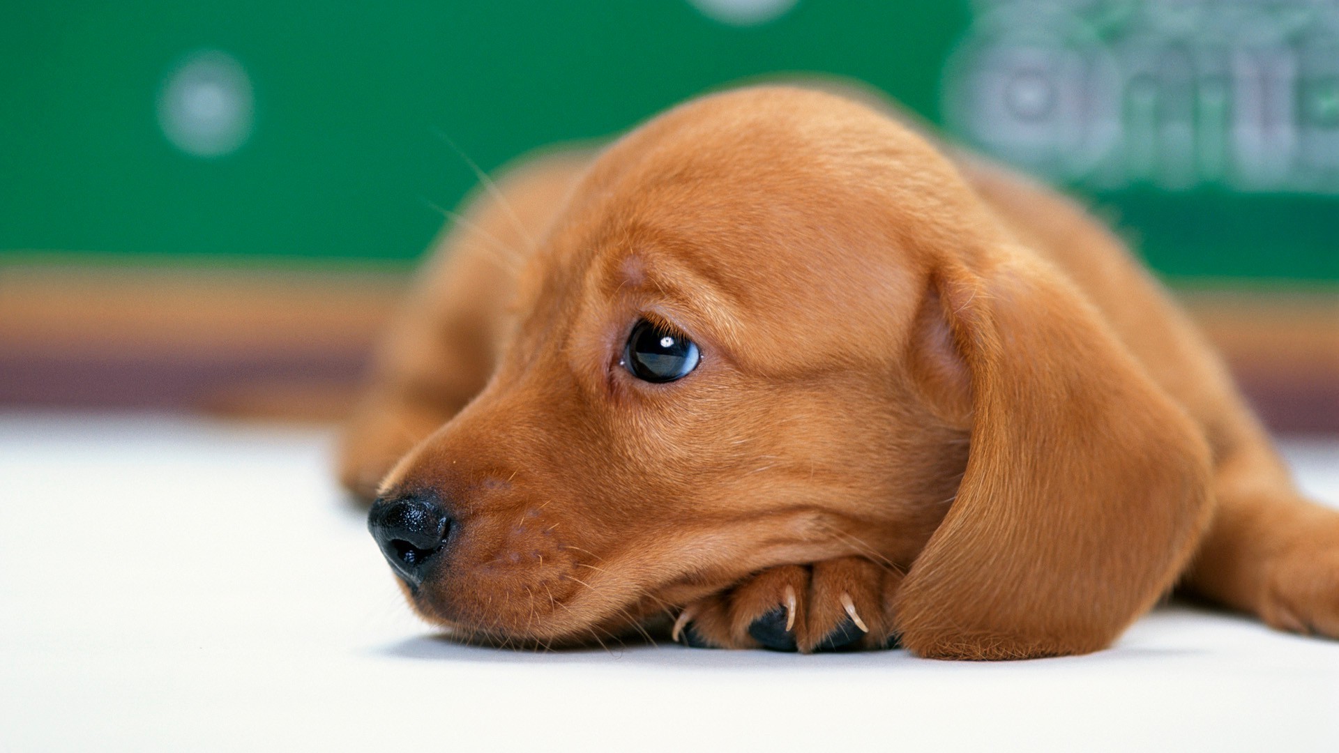 hund hund niedlich haustier wenig welpe hundespezialist säugetier anzeigen sitzen drinnen porträt tier dackel miniatur liebenswert retriever rasse