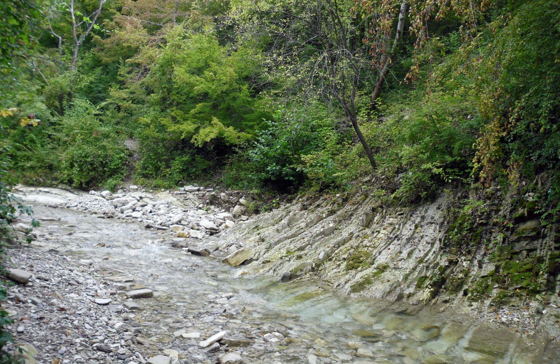 fiumi stagni e torrenti stagni e torrenti natura acqua paesaggio legno flusso fiume all aperto foglia roccia pietra viaggi estate ambiente albero cascata flusso selvaggio montagna flora