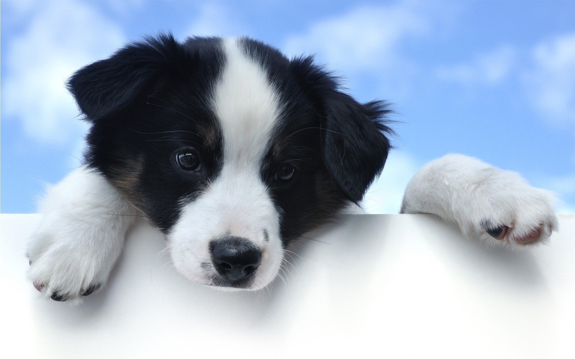 chien chien animal de compagnie mignon animal cynologue mammifère chiot portrait peu pedigree pur-sang adorable domestique aperçu fourrure s asseoir race vers le bas