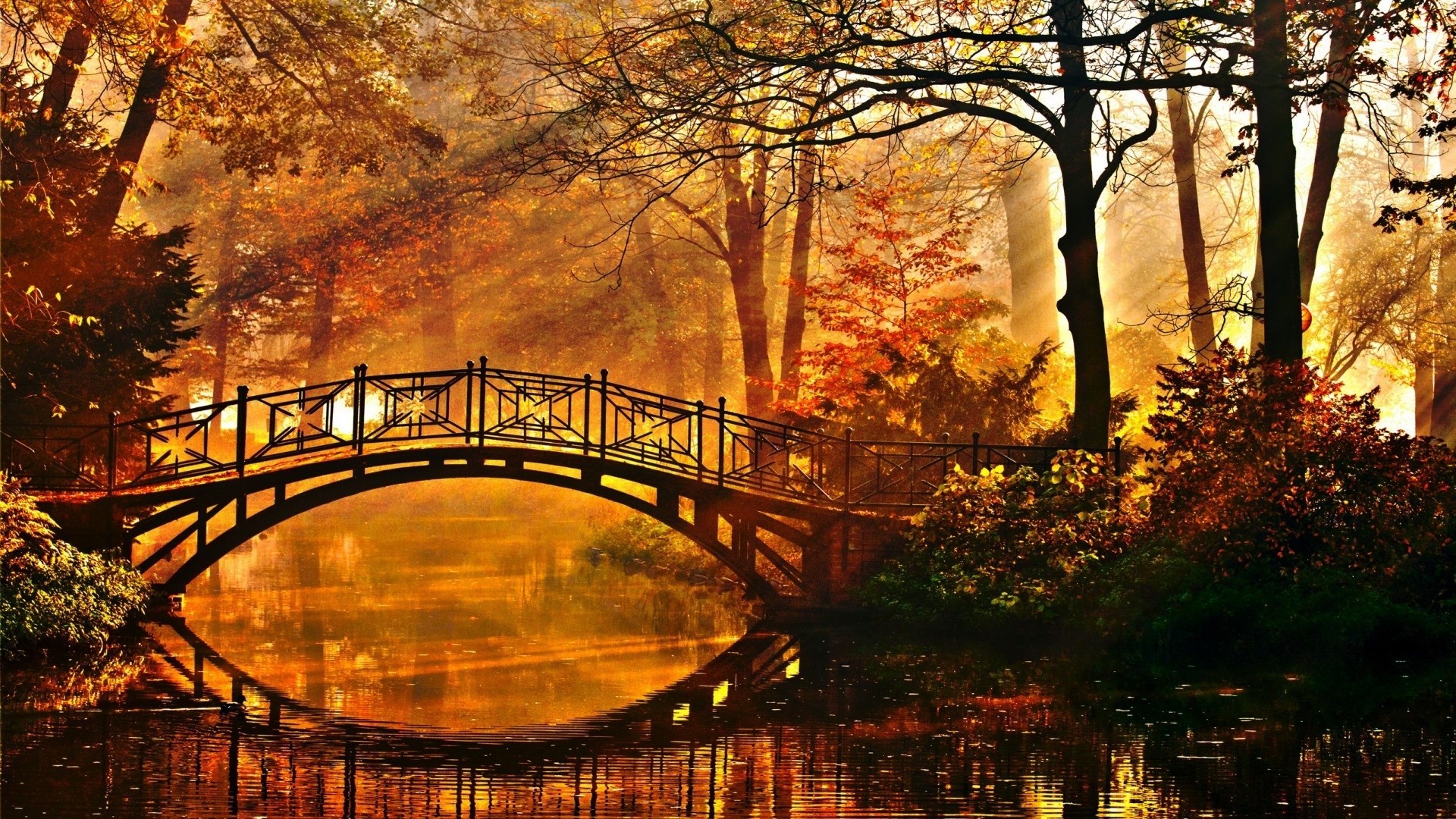 rivers ponds and streams fall tree park bridge wood outdoors dawn light landscape leaf water