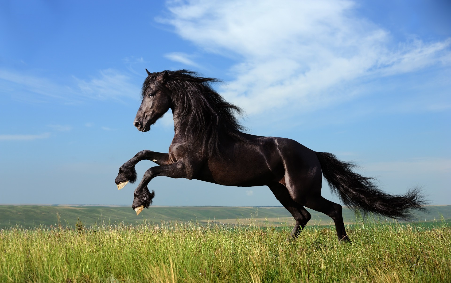 pferd säugetier pferd kavallerie mare gras feld manet hengst heuhaufen tier gestüt pferdezucht weide freiheit bauernhof himmel natur im freien