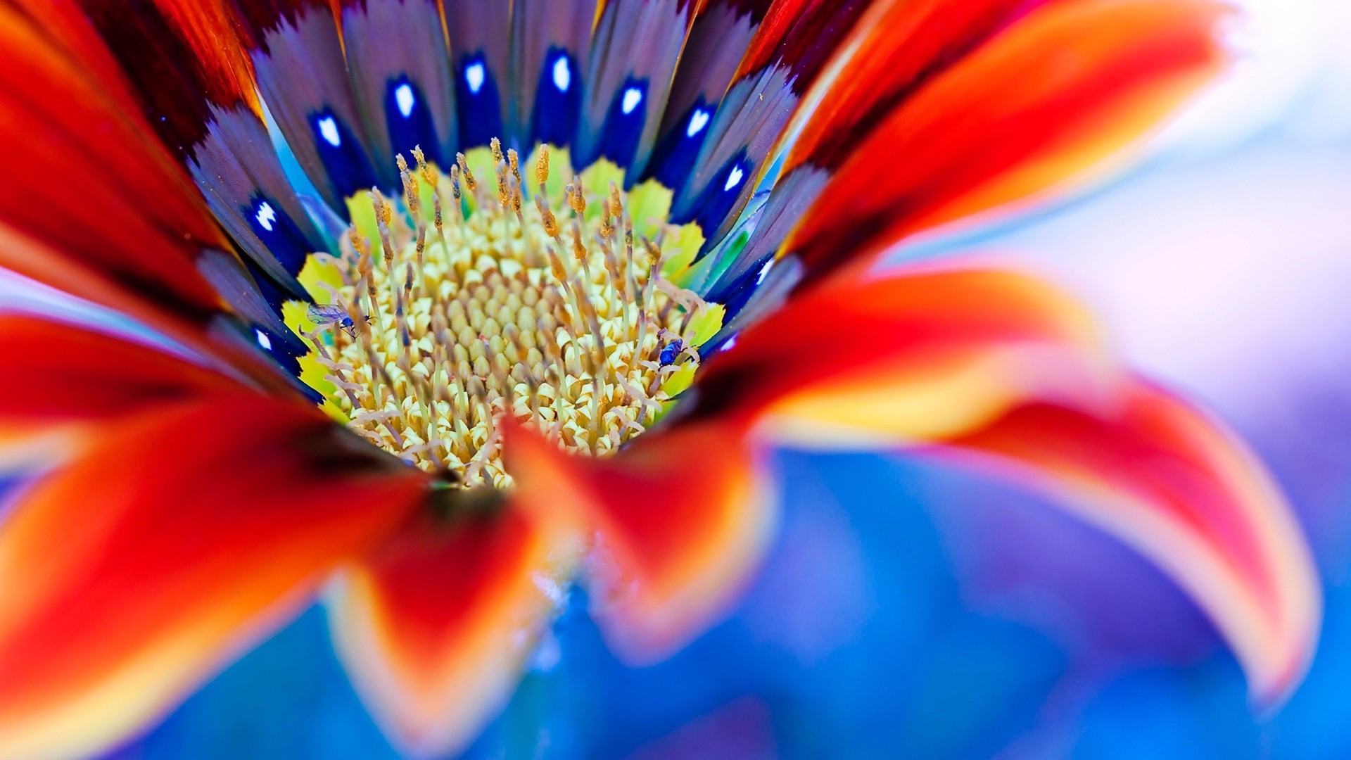 primo piano fiore colore luminoso natura sfocatura bella estate variegato