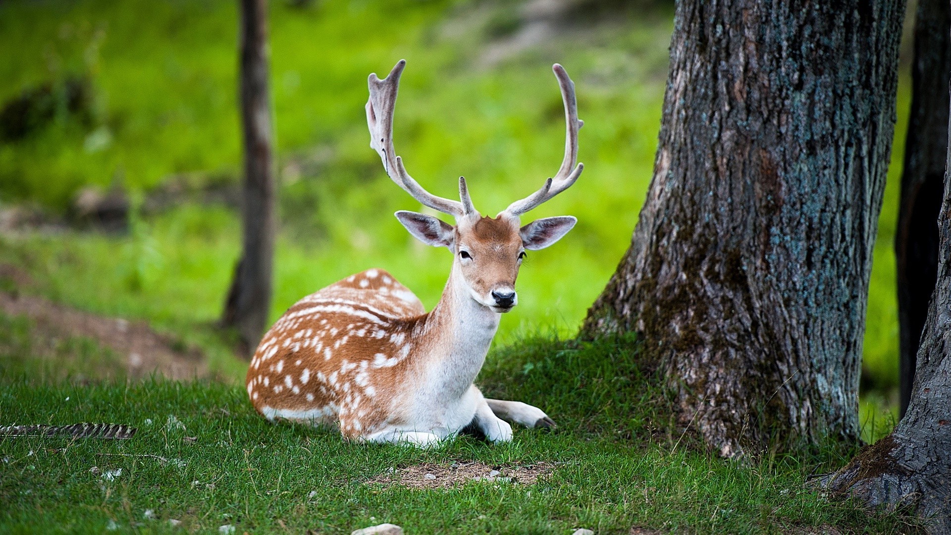 cerf nature herbe faune bois mammifère panthère animal à l extérieur sauvage cerf de virginie