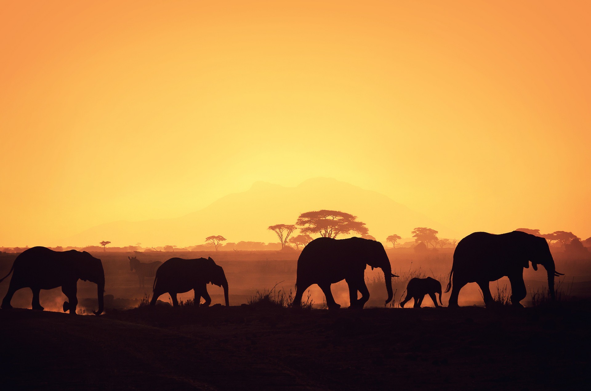 elefantes puesta del sol elefante mamífero noche amanecer iluminado crepúsculo silueta elefante africano vida silvestre sol al aire libre rebaño cielo caballería viajes paisaje buen tiempo