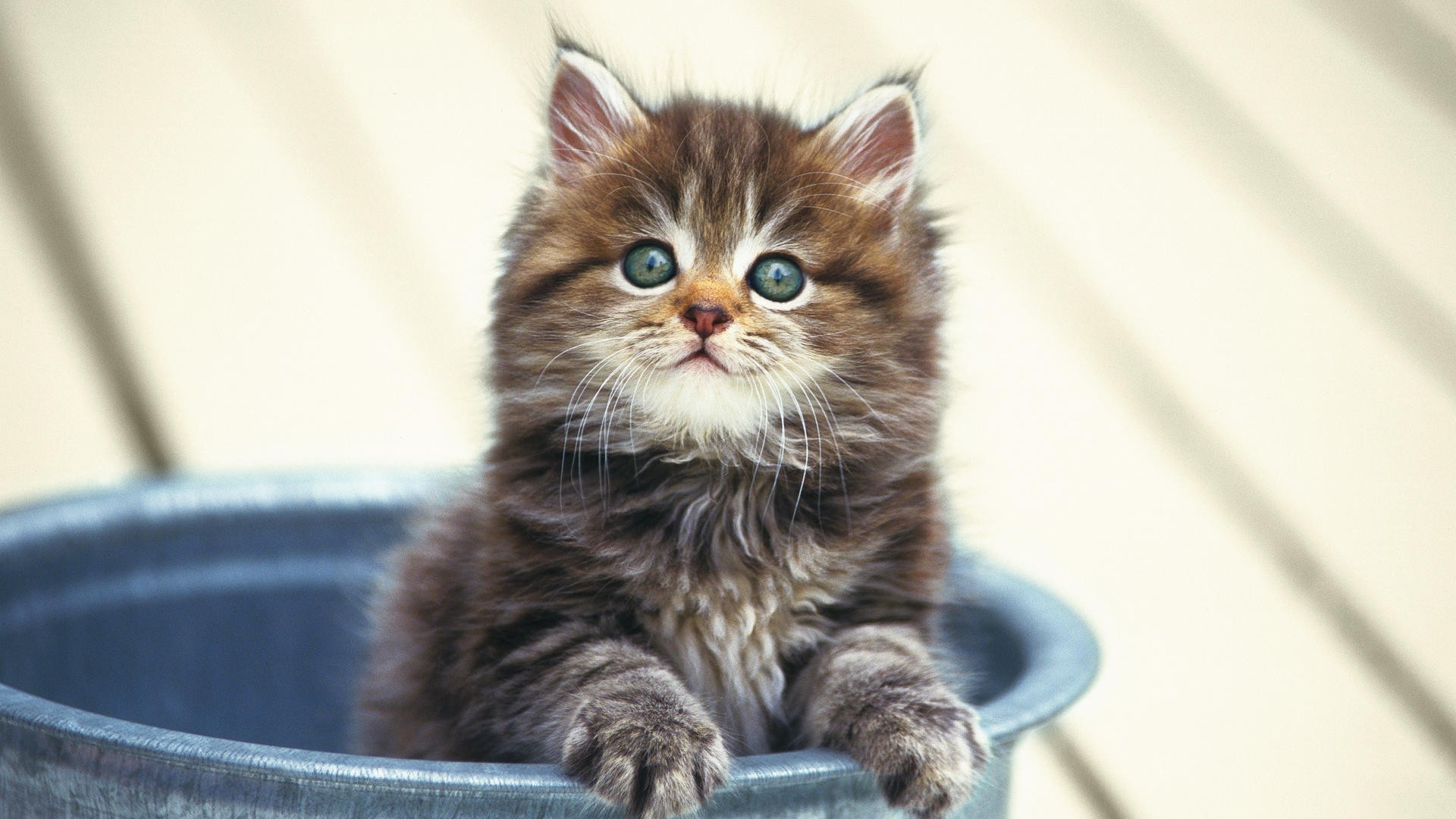 cats cat mammal pet cute kitten animal little domestic portrait eye fur baby looking