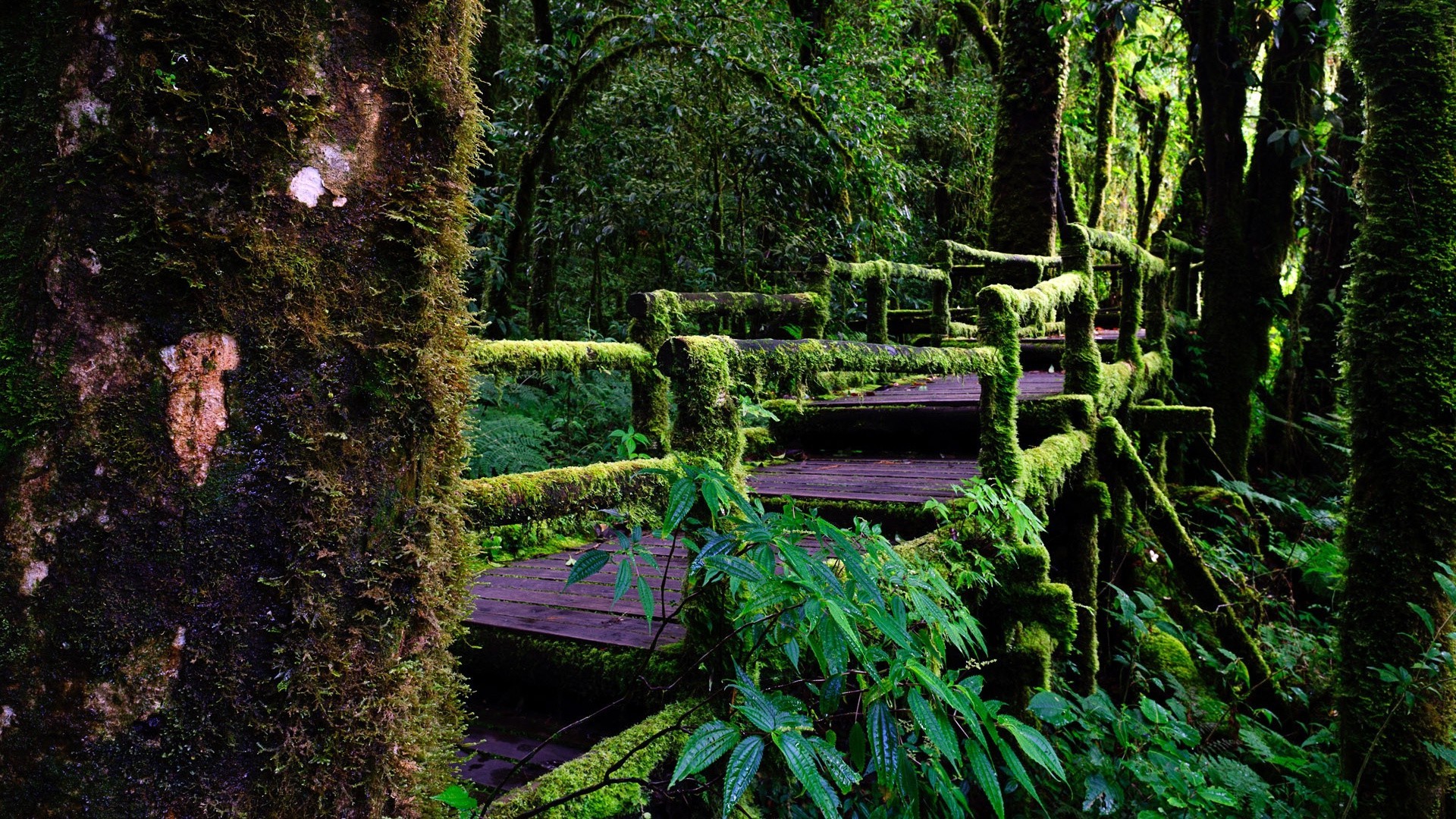 lugares famosos madera árbol parque selva tropical hoja naturaleza paisaje musgo medio ambiente al aire libre agua fern jardín flora exuberante viajes