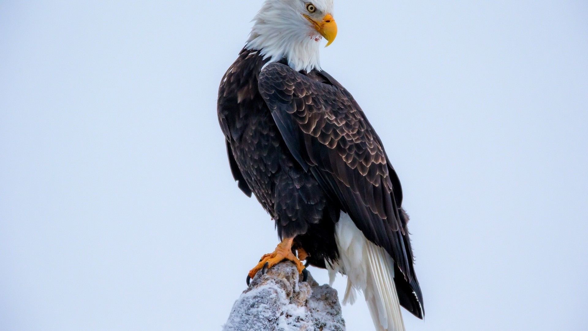 animals raptor eagle bird bald eagle wildlife bald prey falcon hawk flight beak feather falconry nature animal outdoors wing wild