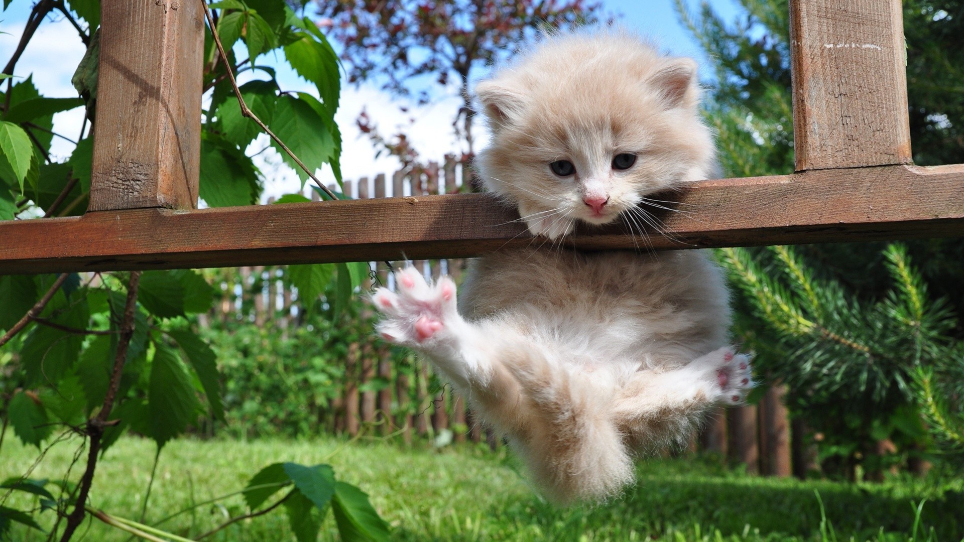 gatti natura animale carino erba mammifero piccolo pelliccia gatto giovane