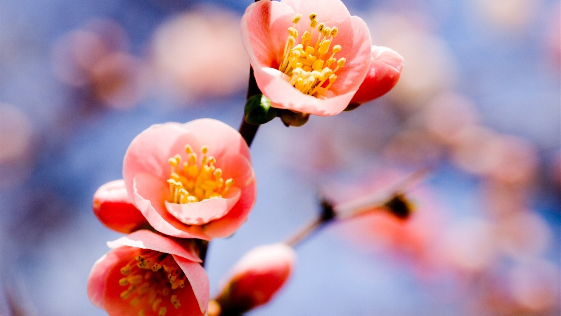 flowers nature flower blur dof outdoors tree garden flora leaf cherry branch