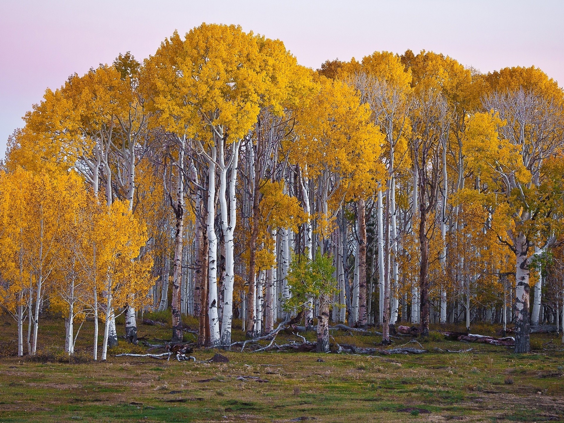 bäume baum herbst holz landschaft blatt natur landschaftlich im freien birke umwelt tageslicht park gutes wetter filiale saison des ländlichen des ländlichen raums hell kofferraum