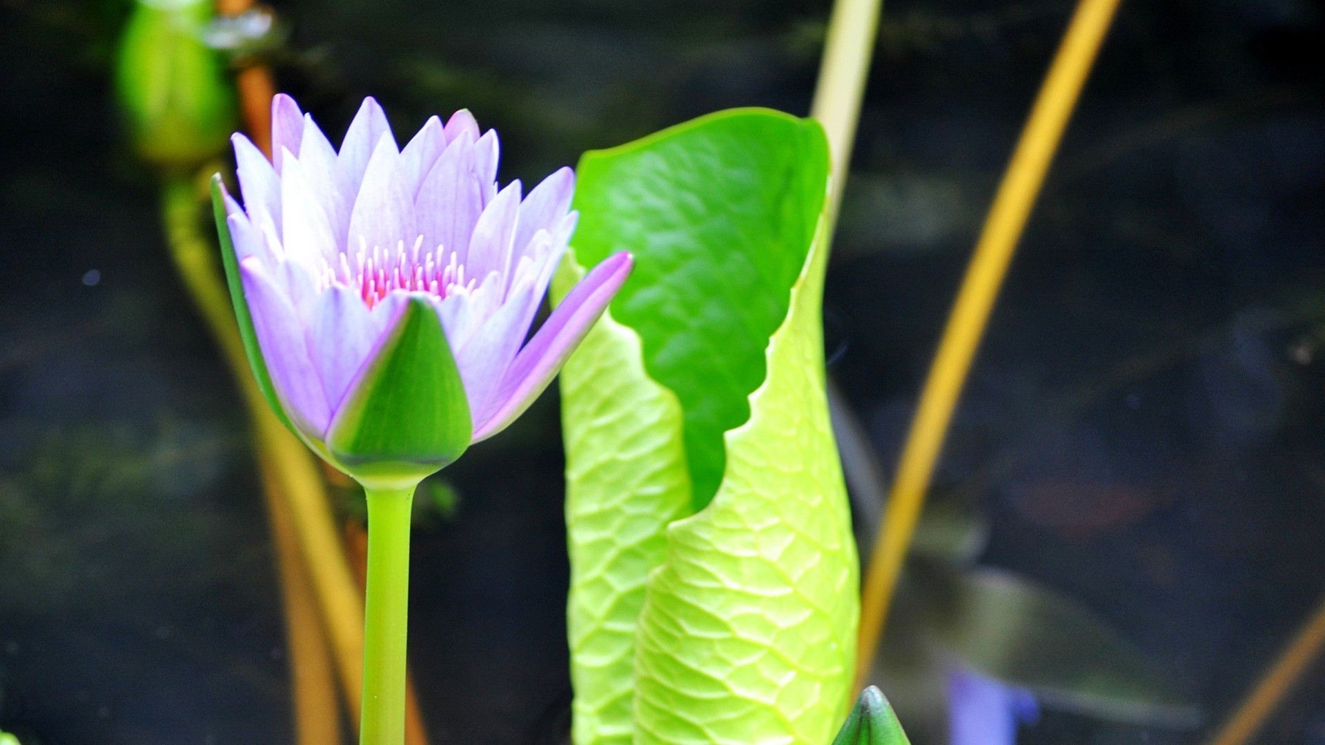 fleurs nature feuille fleur flore été tropical lotus exotic lily jardin pétale lumineux bluming piscine belle