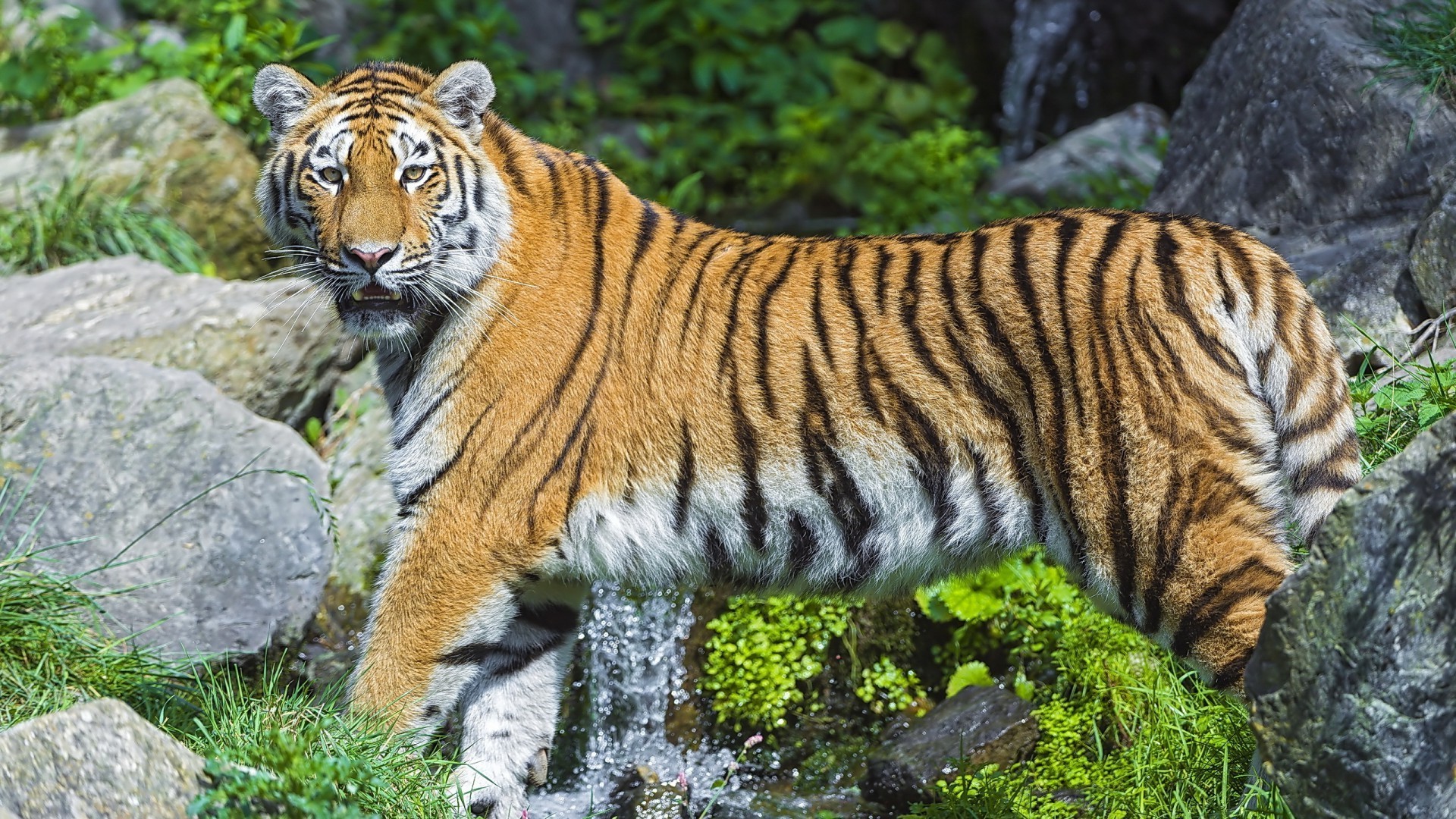 tigri tigre fauna selvatica gatto mammifero predatore giungla striscia zoo grande mangiatore di carne cacciatore alla ricerca selvaggio pericolo pelliccia natura aggressione siberiano animale tigris