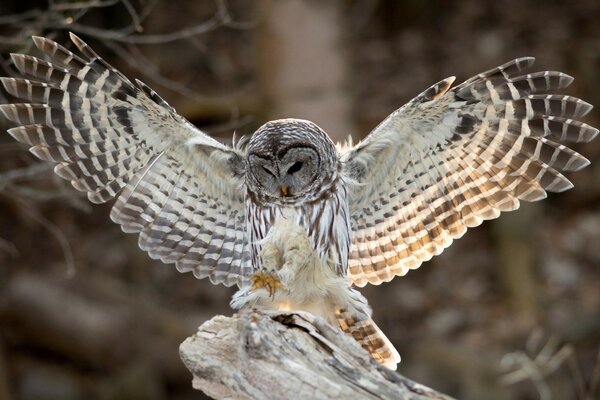 Images uniques d oiseaux dans la faune