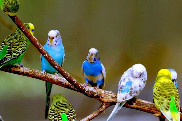 A company of colorful budgies sitting on a tree branch