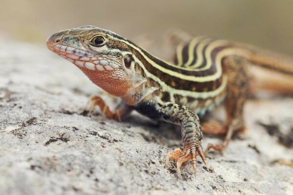 The beauty of the wild. Lizard