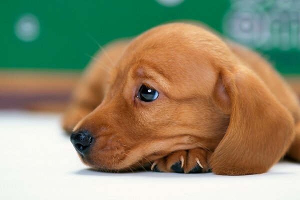 Pla linda pelirroja cachorro de mascota