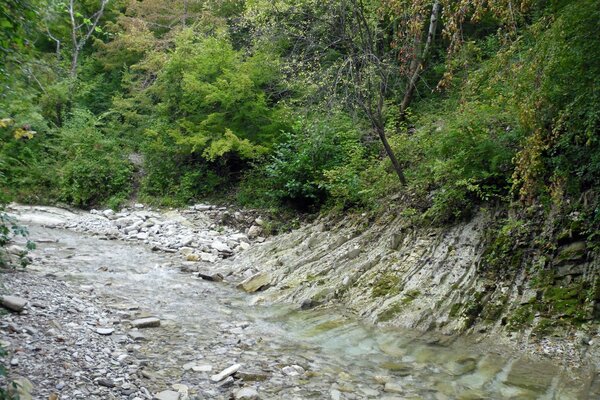 Naturaleza de estanques y arroyos con diferentes árboles