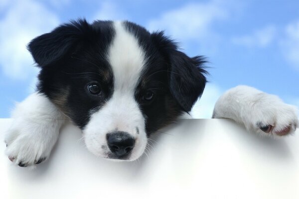 Cute muzzle of a black-and-white dog