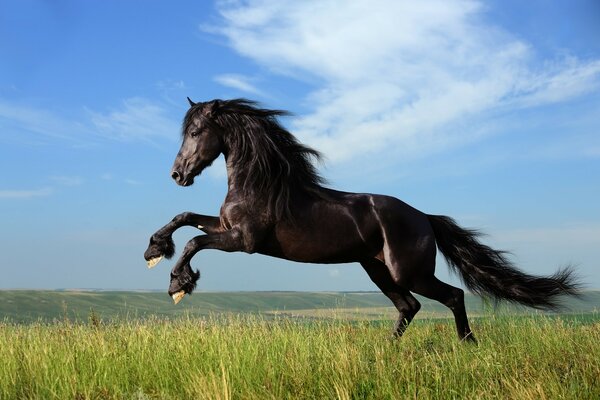 Beautiful stallion frolic on the field