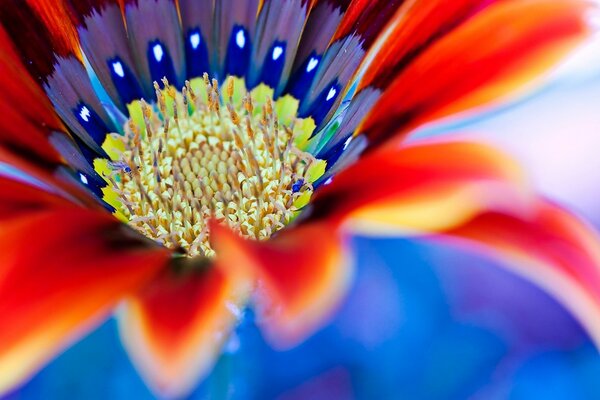 Eine Blume von ungewöhnlichen Blumen in Makroaufnahmen