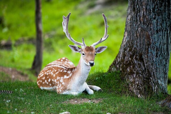 Deer lay down in a clearing in the wild