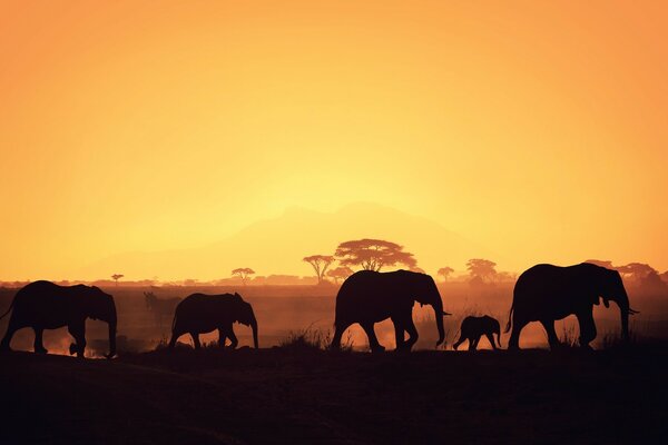 Spring photo of mammalian elephants at sunset