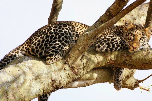 A gorgeous leopard on a tree in the wild