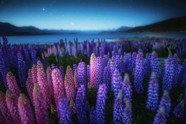 A field with purple flowers