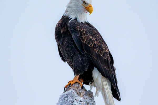 The predatory gaze of the bald eagle