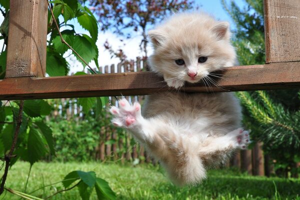 Lindo gatito trepando a la valla. Hermosos gatitos