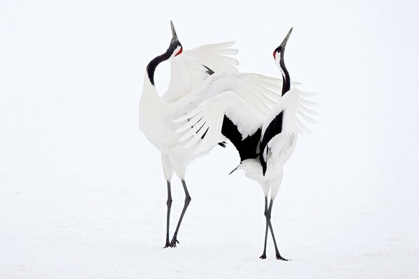 Magnificent storks in a love dance