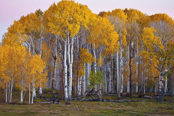 Mighty Russian birches on the edge of the forest