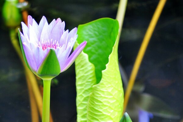 Uma flor roxa e uma folha verde ao lado