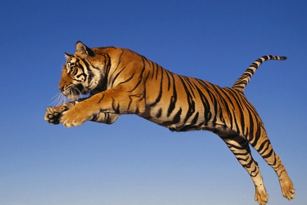 Tigre dell Amur catturata nel salto