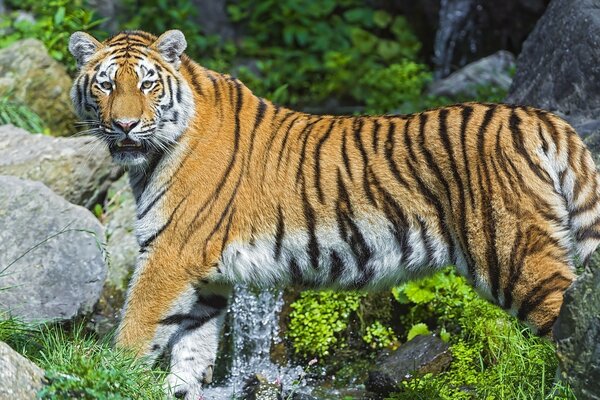 Tigre près de pierres sur fond d herbe