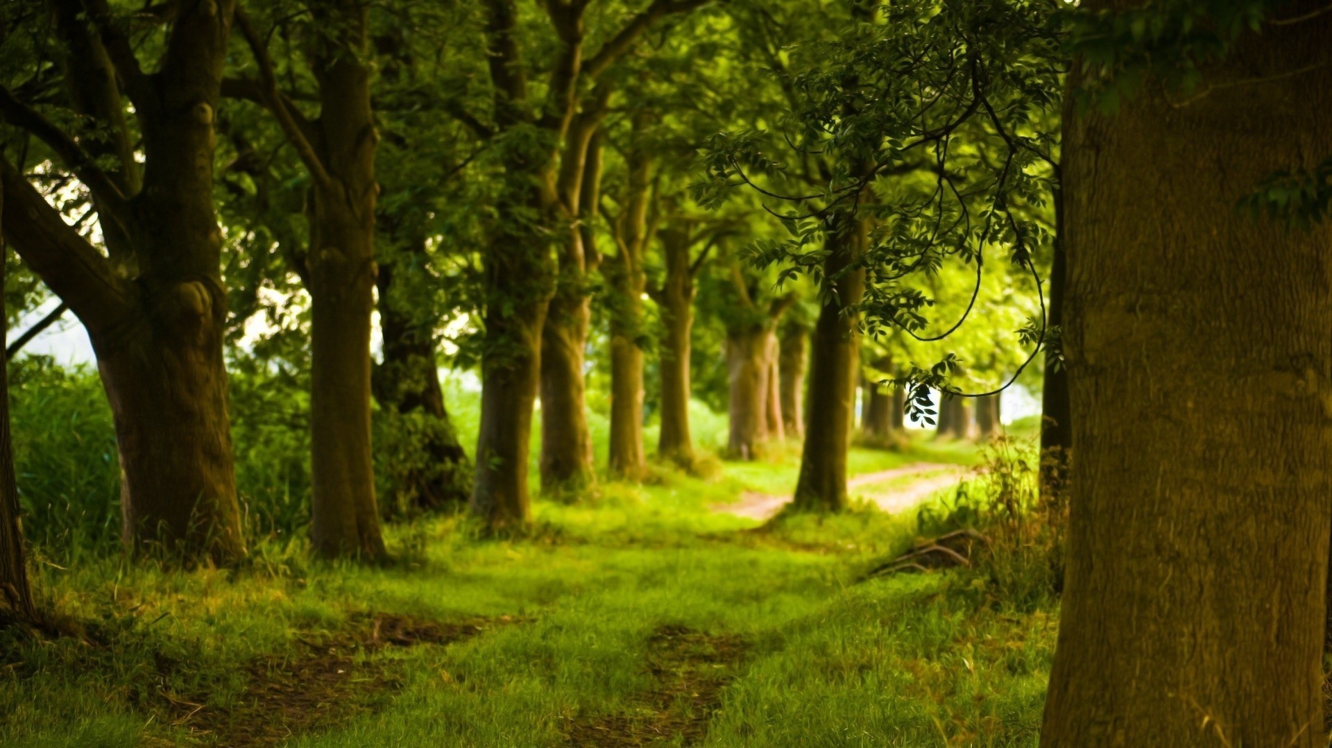 paysage arbre bois paysage nature à l extérieur feuille aube herbe beau temps parc lumière du jour lumière croissance environnement soleil scénique luxuriante été automne