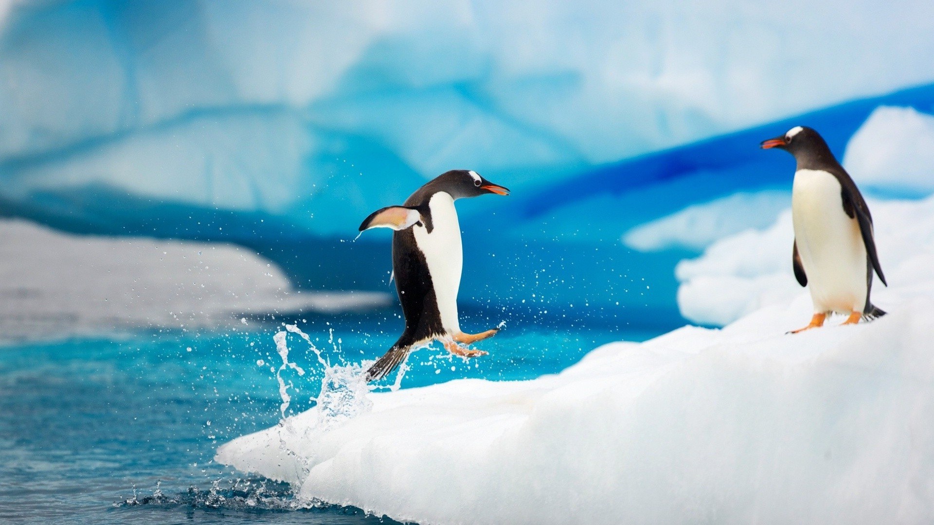 animales aves vida silvestre natación agua nieve helada hielo mar animal naturaleza océano frío al aire libre invierno