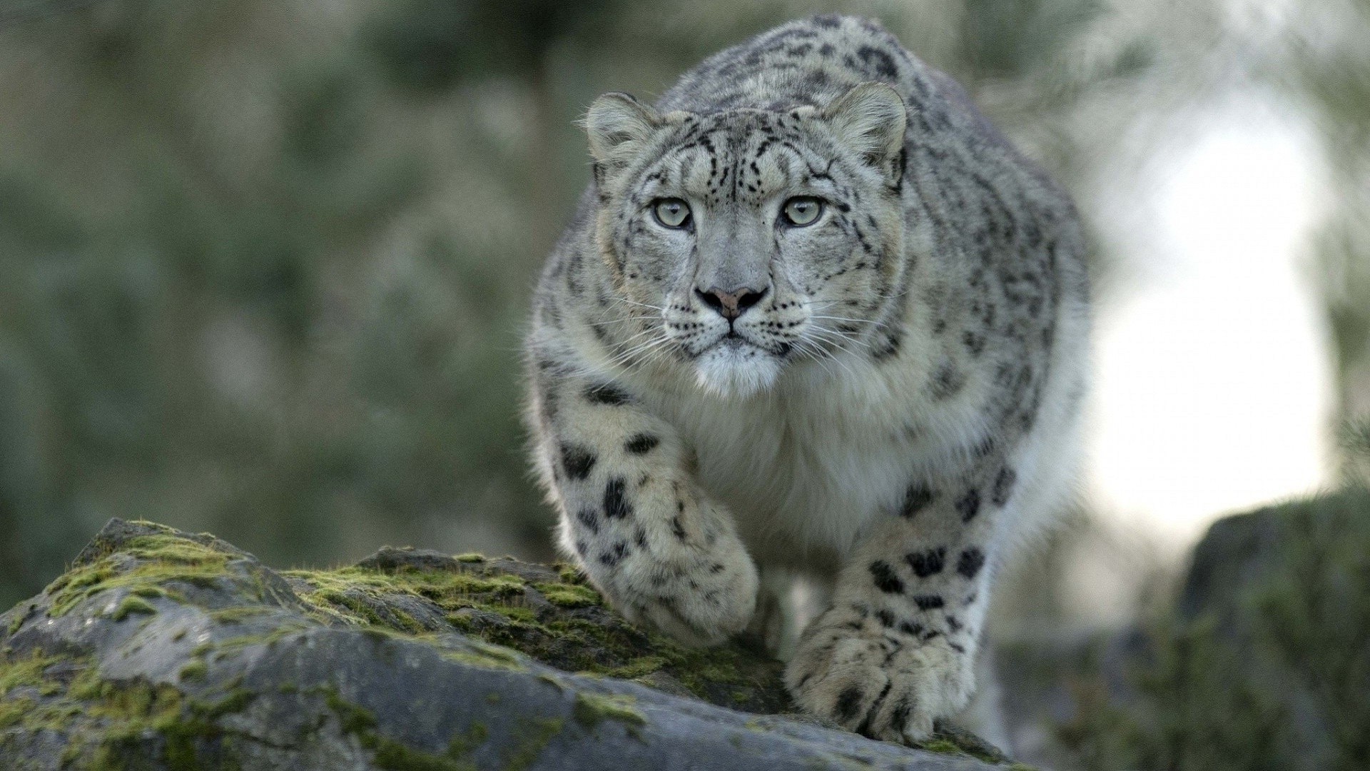 animais vida selvagem natureza animal mamífero selvagem gato grande predador jardim zoológico comedor de carne pele ao ar livre caçador