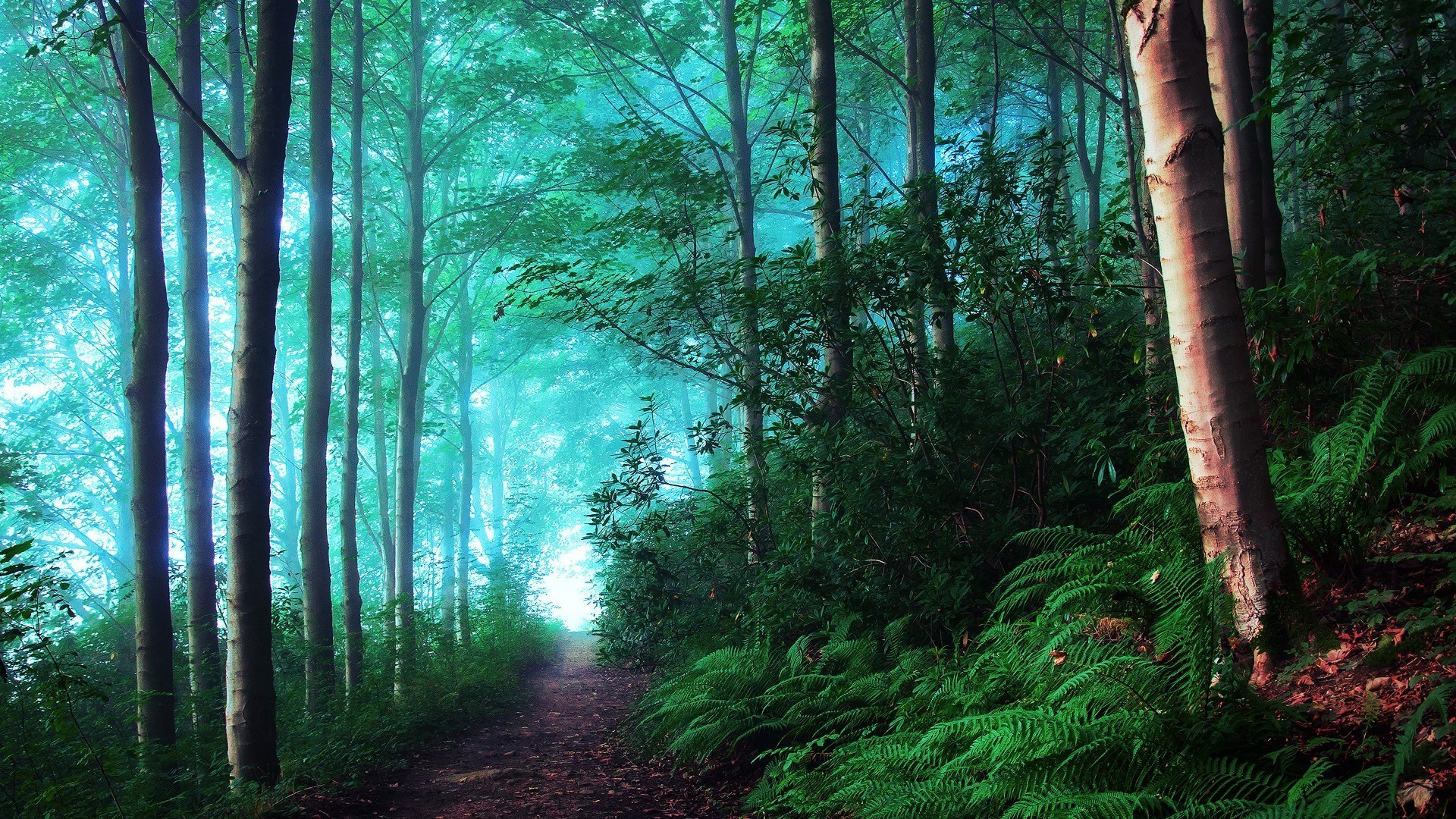 foresta legno paesaggio albero nebbia nebbia alba foglia natura sole parco sunbim bel tempo luce lussureggiante guida ambiente luce del giorno autunno