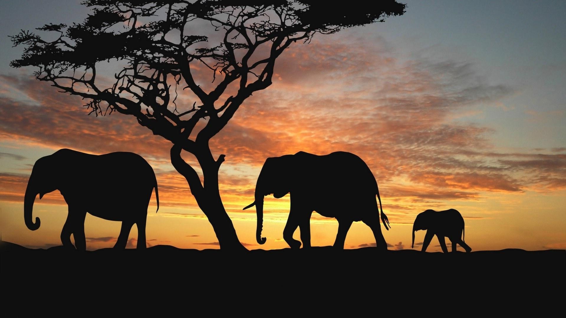 elefanten silhouette sonnenuntergang säugetier hintergrundbeleuchtung abend dämmerung elefant baum dämmerung tierwelt im freien kavallerie savanne landschaft himmel tier