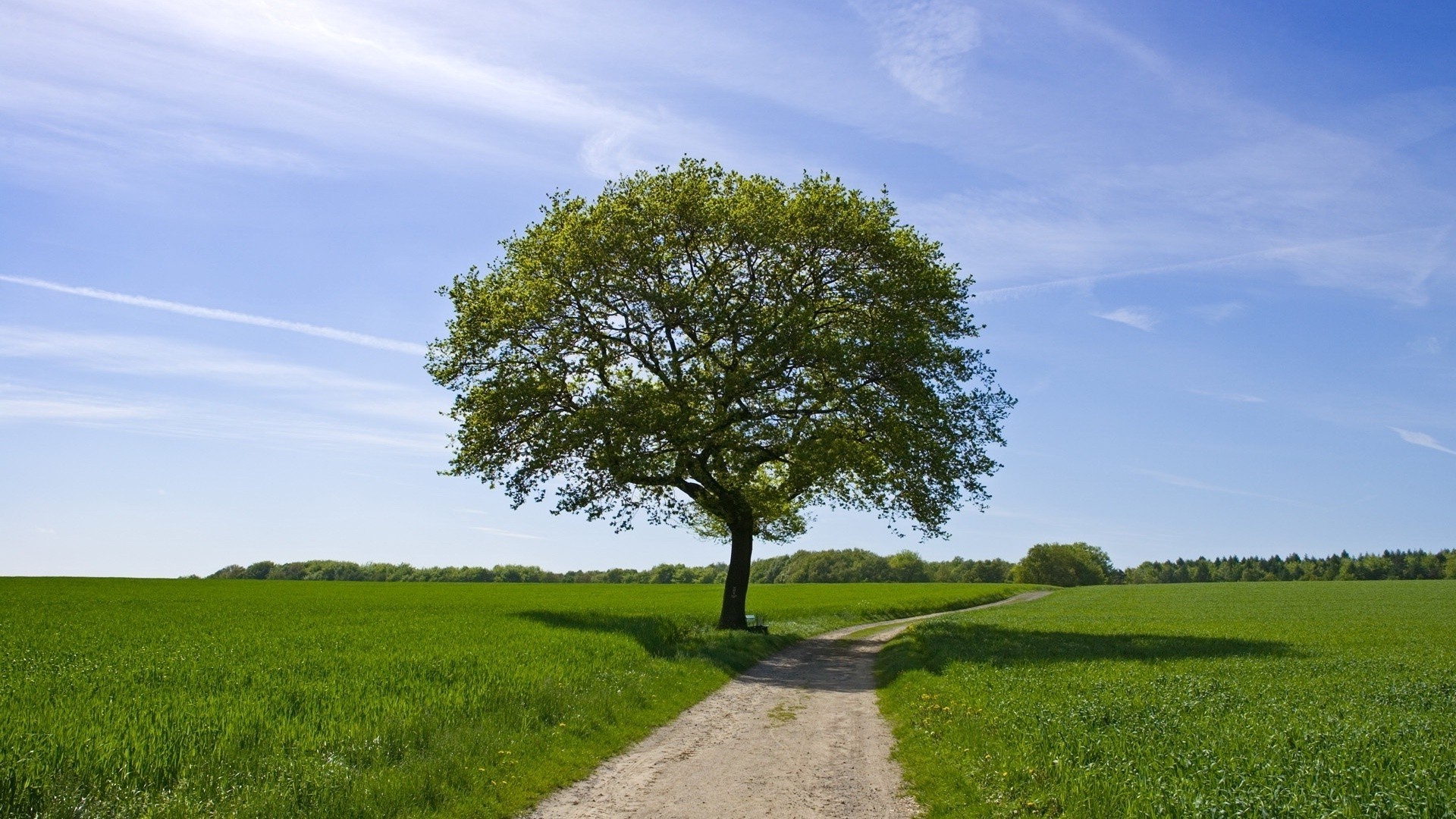 road landscape grass tree rural nature countryside hayfield field outdoors agriculture sky summer horizon country environment scenic soil