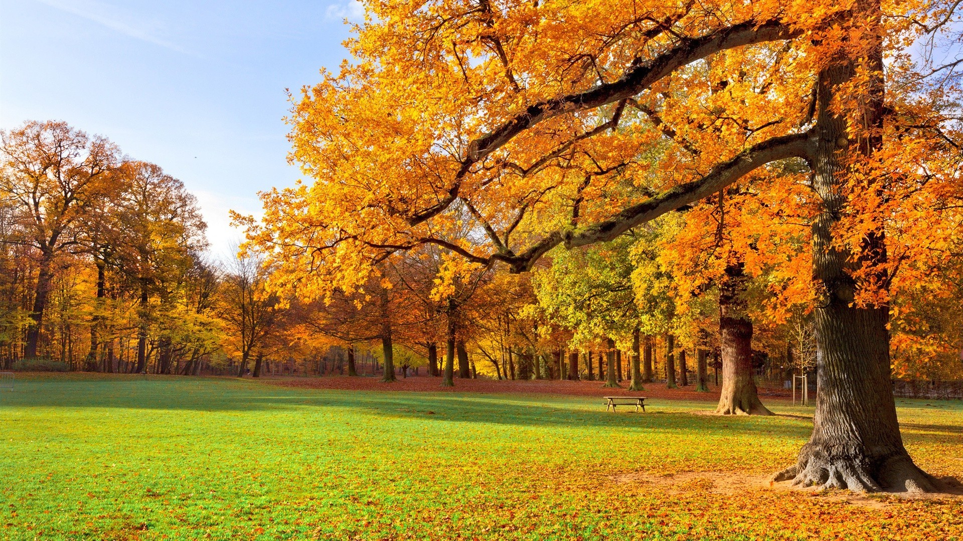 autumn fall leaf tree season park nature landscape maple wood rural scenic countryside scene outdoors grass scenery bright gold